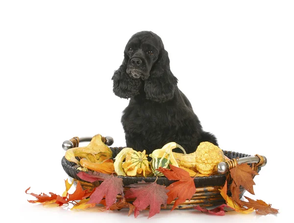 Dog with autumn setting — Stock Photo, Image