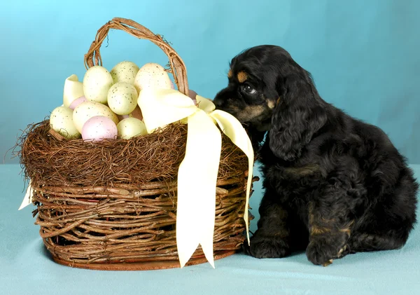 Cachorro de Pascua — Foto de Stock
