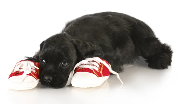 Naughty puppy — Stock Photo, Image