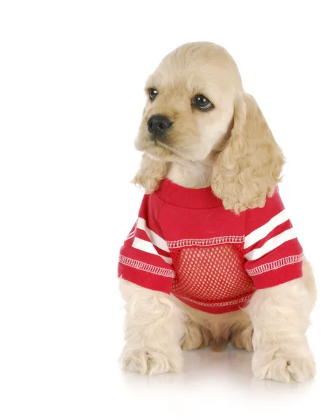 Puppy dragen rode shirt — Stockfoto