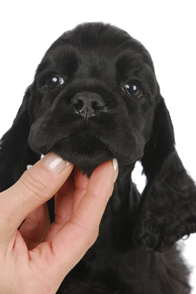코 커 발 바리 강아지 — 스톡 사진