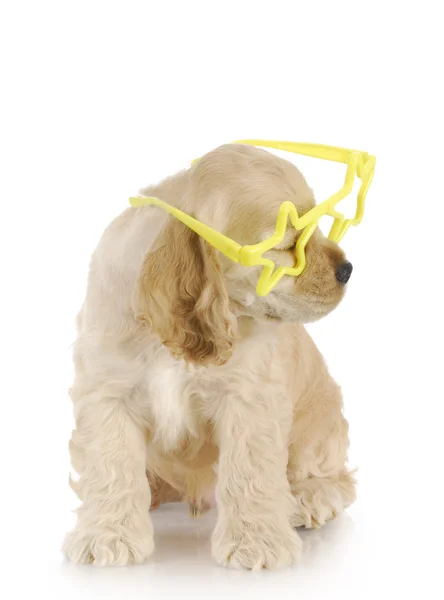 Cachorro usando gafas — Foto de Stock