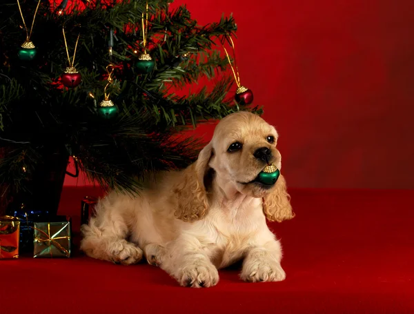 Carino cucciolo di Natale — Foto Stock