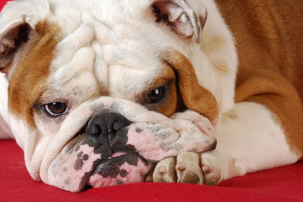 Engelse Bulldog — Stockfoto