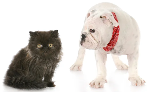 Gatito y cachorro — Foto de Stock