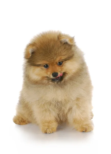 Cachorro lamiendo labios — Foto de Stock