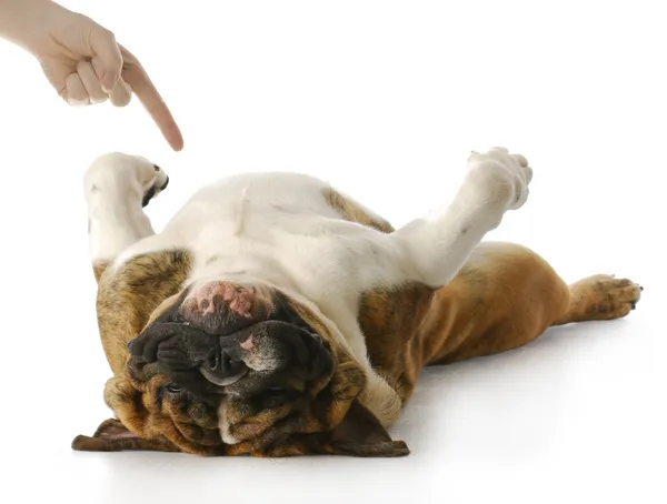 Dog playing dead — Stock Photo, Image