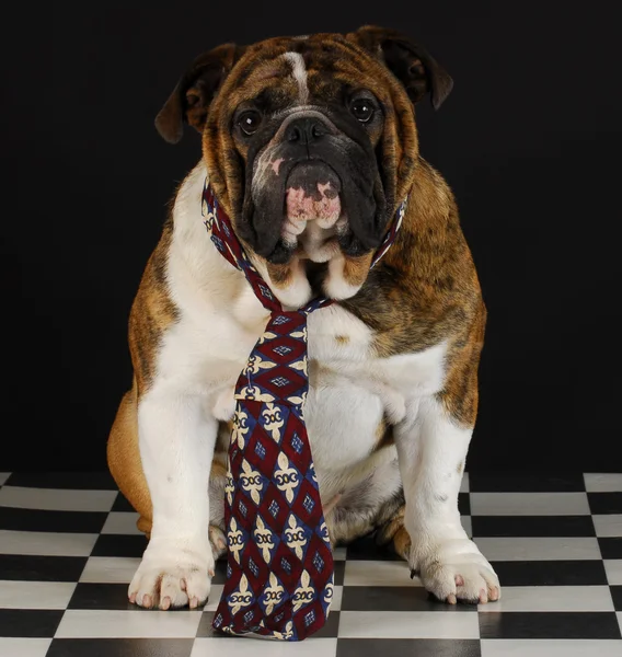 Perro usando corbata —  Fotos de Stock