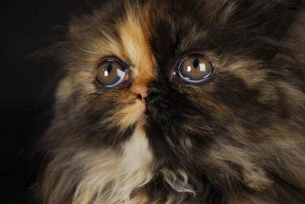 Персидский портрет котенка — стоковое фото