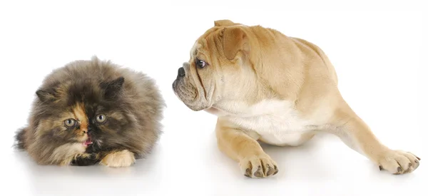 Pes a kočka boj — Stock fotografie