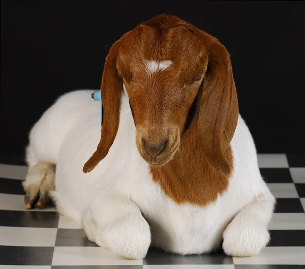 Goat laying down — Stock Photo, Image