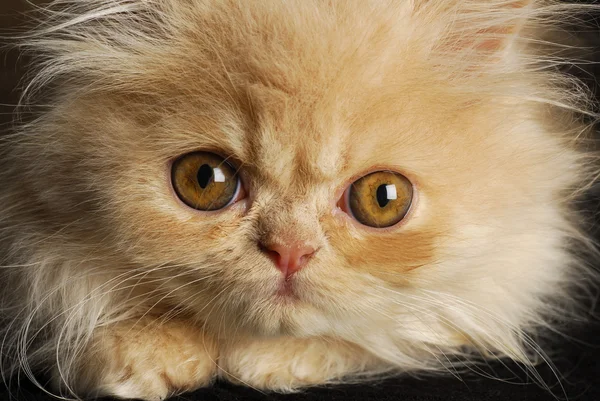 Gattino persiano macro — Foto Stock