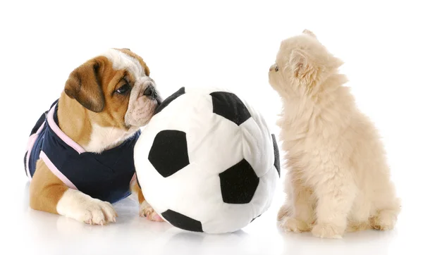 Cachorro y gatito jugando juntos — Foto de Stock