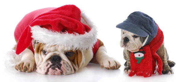 サンタの子犬と犬 — ストック写真
