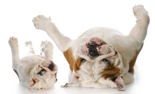 Itchy dogs — Stock Photo, Image