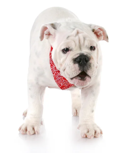 Puppy barking at viewer — Stock Photo, Image