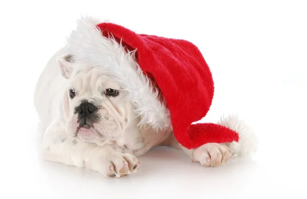 Cachorro de Navidad — Foto de Stock