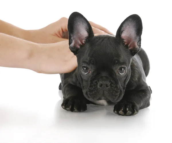 Teaching dog down — Stock Photo, Image