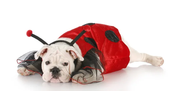 Hond verkleed als een dame bug — Stockfoto