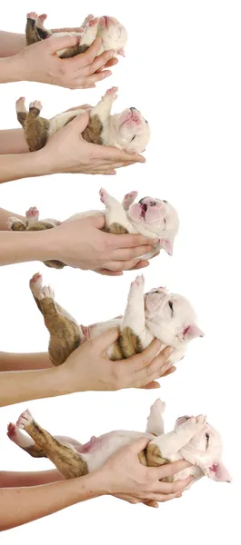 Puppy growth — Stock Photo, Image