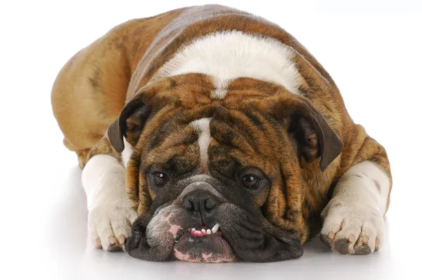 Perro con dientes torcidos — Foto de Stock