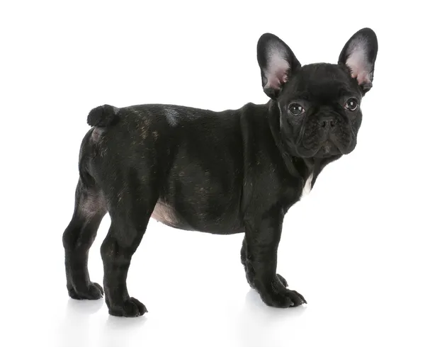 Bulldog francês de pé — Fotografia de Stock
