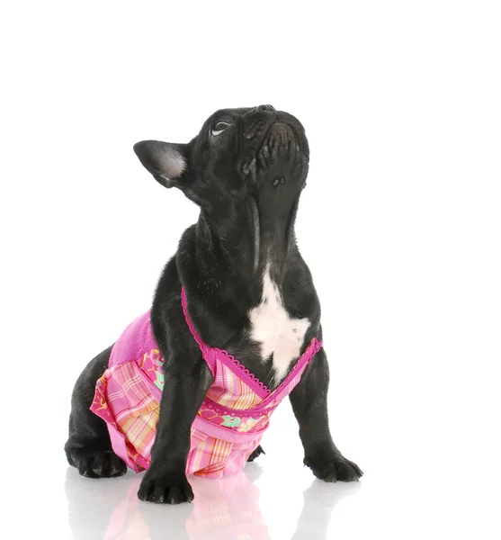 Dog wearing pink dress — Stock Photo, Image