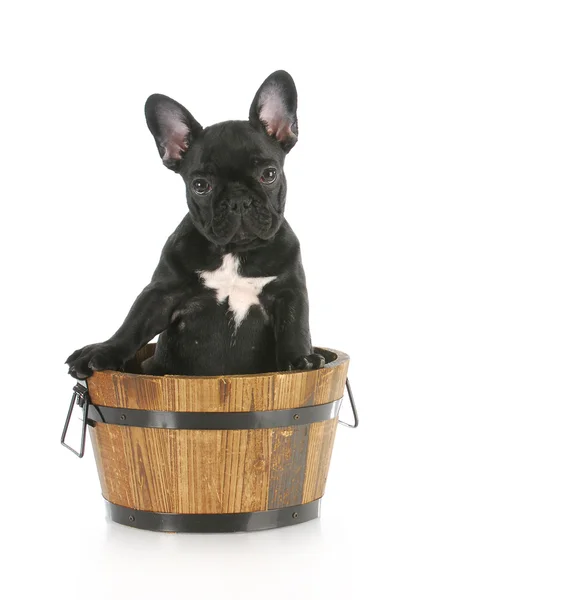 Puppy sitting in wooden bucket — Stock Photo, Image