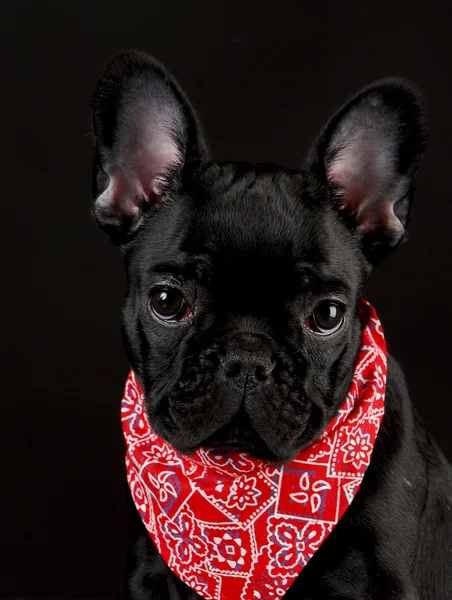 Hund mit rotem Kopftuch — Stockfoto