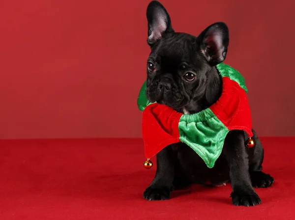 Christmas puppy — Stock Photo, Image