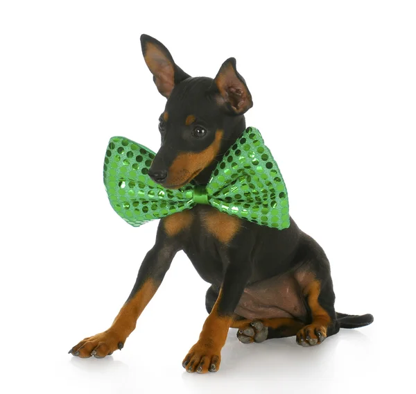 Puppy dragen grote bowtie — Stockfoto