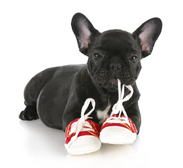 Naughty puppy — Stock Photo, Image