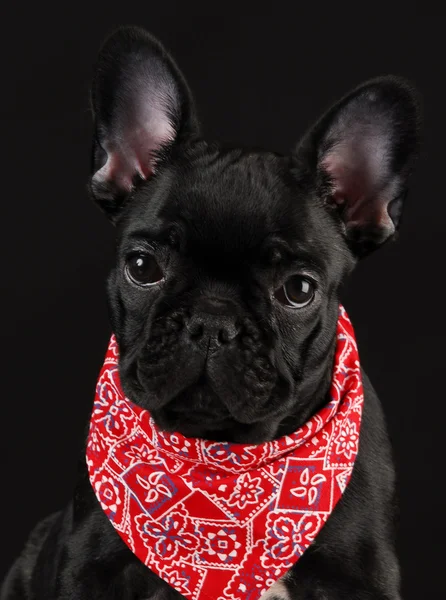 Hund mit rotem Schal — Stockfoto