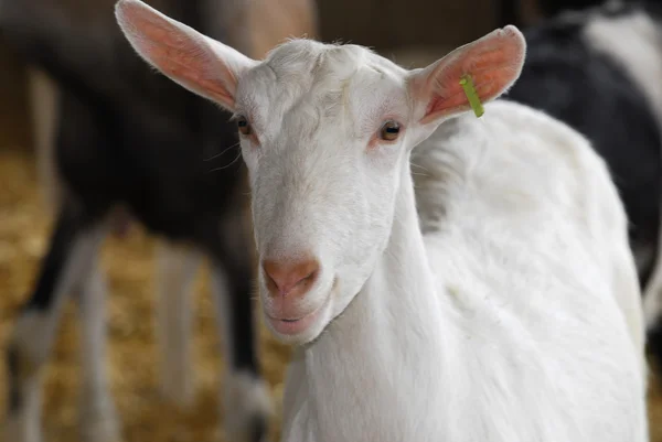 Dairy goat — Stock Photo, Image