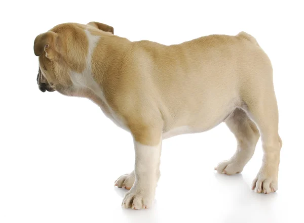 Puppy looking away — Stock Photo, Image