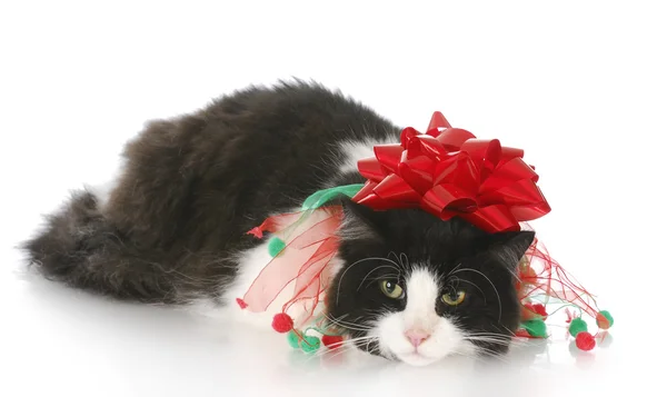 Noel kedi — Stok fotoğraf