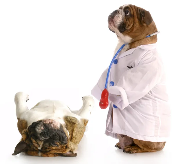 Veterinaire verzorging — Stockfoto