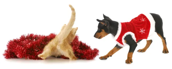 Christmas kitten and puppy — Stock Photo, Image