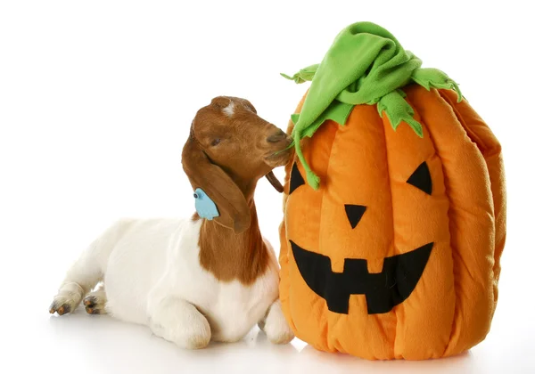 Geit en halloween pompoen — Stockfoto