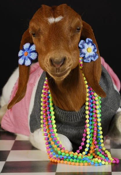 Female goat — Stock Photo, Image