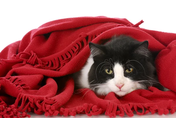 Chat caché sous la couverture — Photo