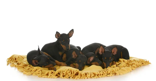 Litter of puppies — Stock Photo, Image
