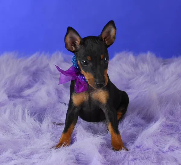 Manchester terrier yavrusu — Stok fotoğraf