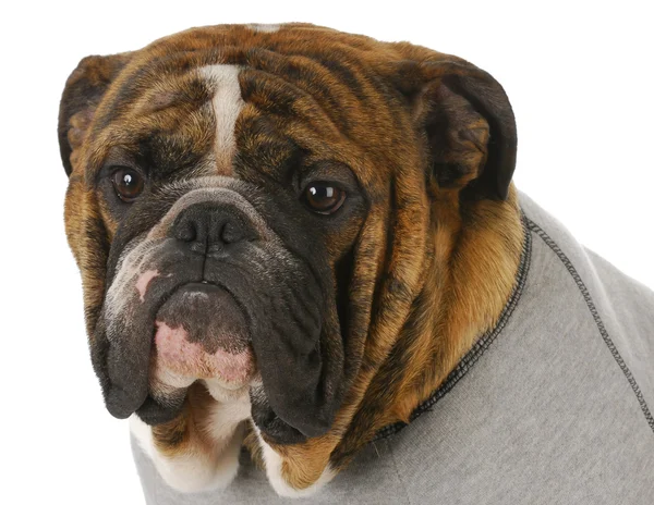 İngilizce Bulldog — Stok fotoğraf