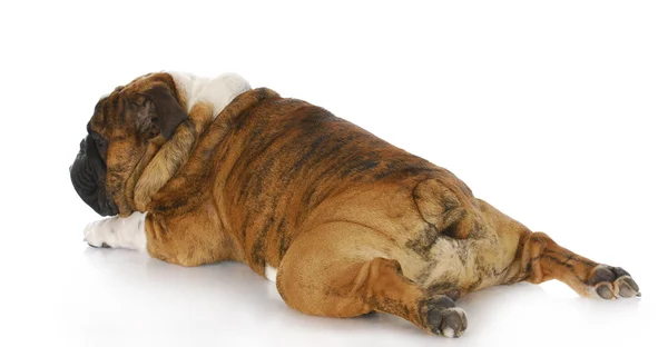 Dog stretched out — Stock Photo, Image