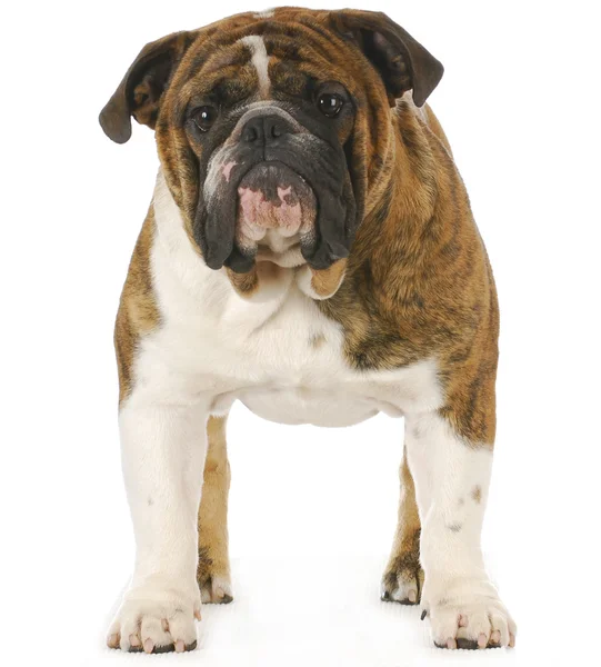 Englische Bulldogge — Stockfoto