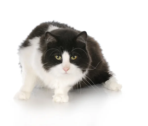 Gato de pelo largo — Foto de Stock