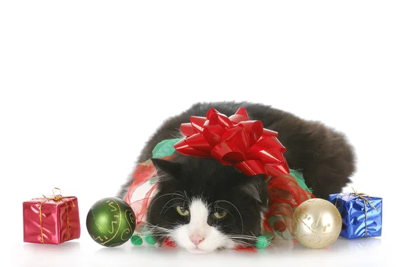 圣诞节小猫 — 图库照片