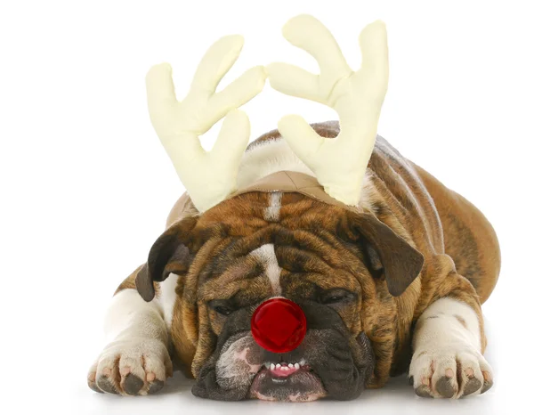 Dog dressed up like rudolph — Stock Photo, Image