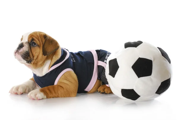 Cucciolo con pallone da calcio — Foto Stock